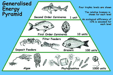 ocean food chain pyramid