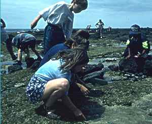 Photo of children looking into rockpools