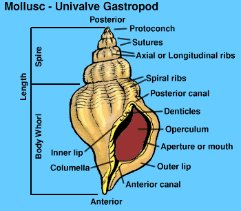 Graphic of Mollusc shell parts