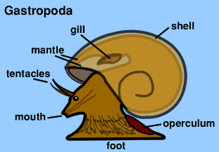 Graphic of Gastropod body parts