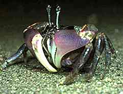 Photo of the feeding chelae of a Semaphore Crab