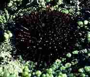 Photo of the Common Sea Urchin