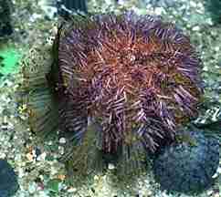 Photo of a Thickened Sea Urchin