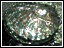 Small photo of Common Ear Shell or Abalone