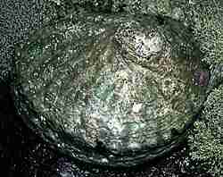 Photo of the Common Ear Shell or Abalone
