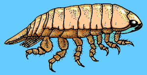 Graphic of an Isopod