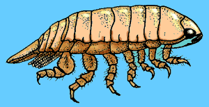 isopod.gif