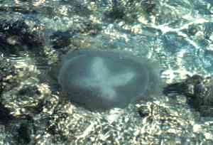 Photo of a jellyfish