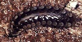 Photo of a Scale Worm