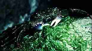 Photo of a female Variegated Shore Crab