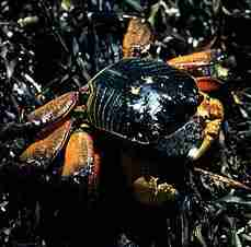 Photo of an orange-coloured Variegated Shore Crab