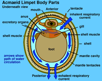 Graphic of Acmaid Limpet's body parts