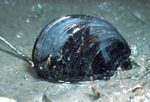 Photo of the Edible Mussel