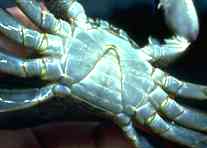 Photo of undersurface of male crab showing abdominal flap