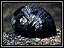 Small photo of a Black Nerite