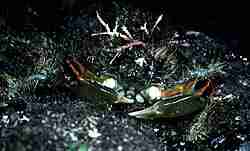 Photo of the Seaweed Decorator Crab