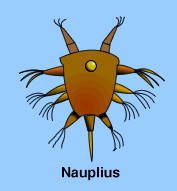 graphic of a barnacle nauplius