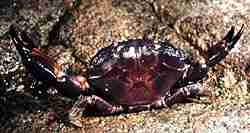 Photo of a Reef Crab's carapace