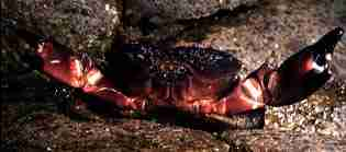 Photo of a Reef Crab's front view