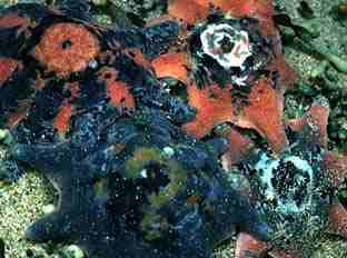 Photo of Eight-armed Seastars