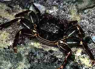 Photo of a Red Bait Crab's carapace