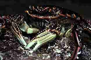 Photo of the front view of a Red Bait Crab