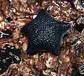 Photo of a Small Green Seastar