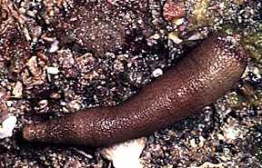 Photo of a Peanut Worm