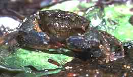 Photo of a Smooth-handed Crab