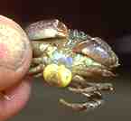 Photo of a parasitised Smooth-handed Crab