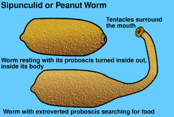 Graphic of a Sipunculid or Peanut Worm
