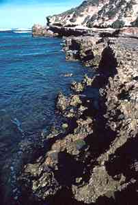 Photo of the limestone shore at Pondalowie Bay, Eyre Peninsula, South Australia