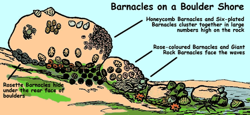 Detailed graphic of where barnacles occur on a boulder shore