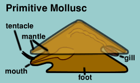 Graphic of a Primitive Mollusc