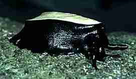 Photo of an Elephant Snail