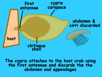 Graphic of cypris barnacle first entering host