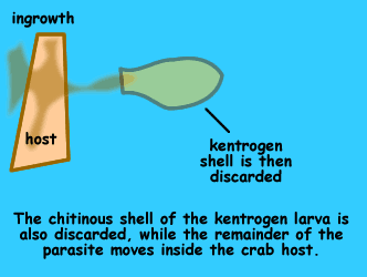 Graphic of parasitic barnacle tissues entering host