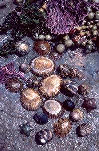 Photo of mid-tide molluscs