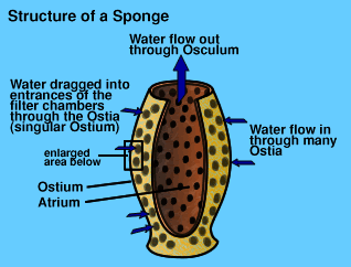Graphic of the structure of a Sponge