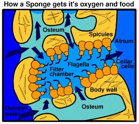 Animation of How a Sponge gets its Oxygen and Food