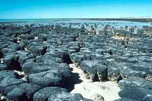 Photo of Stromatolites at Hamelyn Pool, Western Australia
