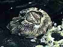 Photo of a Rose-coloured Barnacle