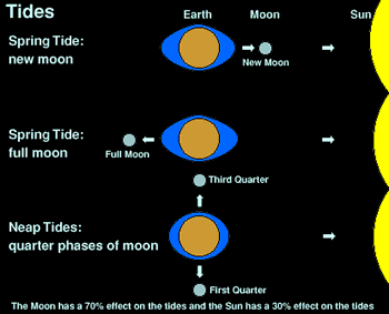 Graphic on how the Moon and Sun affect the tides