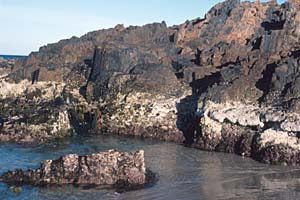 Photo of intertidal zonation in Tasmania