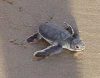 Baby Greenback Turtle