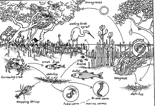 ocean ecosystem food web coloring pages - photo #25