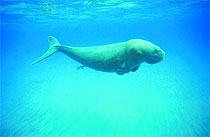 Dugong