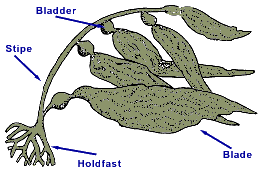 parts of kelp