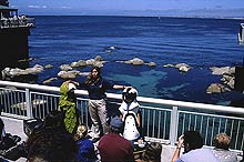 At the Monterey Bay Aquarium