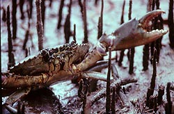 Mangroves of Australia Mangroves of Australia